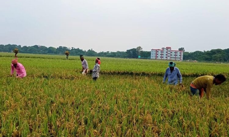 57.62pc Boro paddy harvested in Sunamganj haor areas