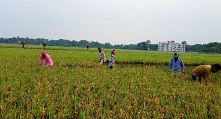 Over 172,000 workers busy harvesting Boro paddy in Sunamganj