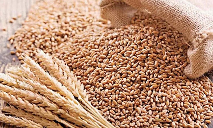 Wheat harvesting completed with bumper production in Manikganj