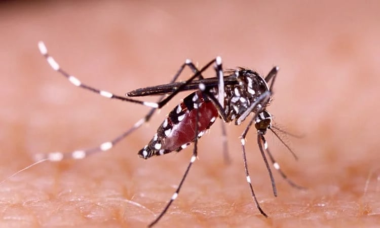 36 dengue patients hospitalized in last 24 hrs