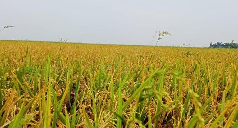 Boro harvest reaches its peak in Sunamganj haors