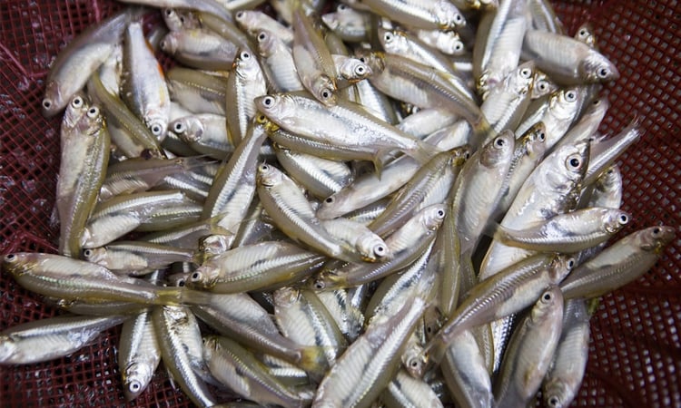 Farmers seeing bright prospect through cultivating Mola-Dhela fishes