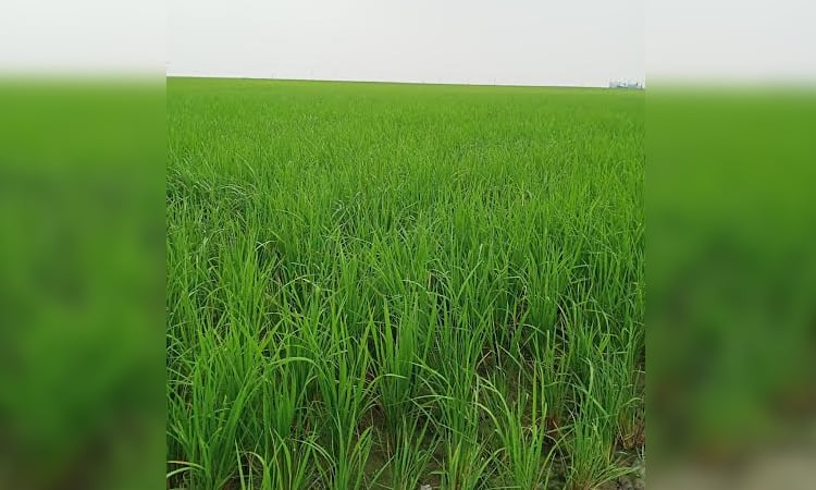 Manikganj cultivators expecting bumper yield of Boro
