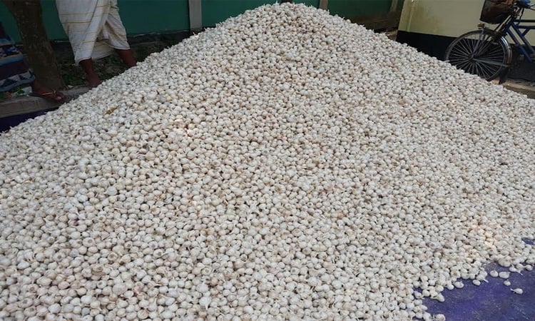 Natore witnesses white revolution through bumper yield of garlic