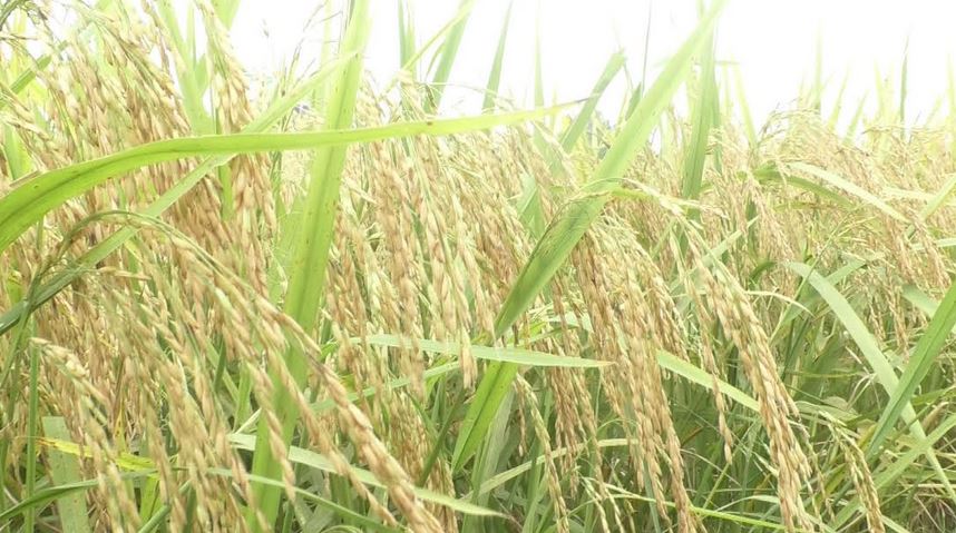 'BRRI Dhan-107' will meet nutritional needs: BRRI