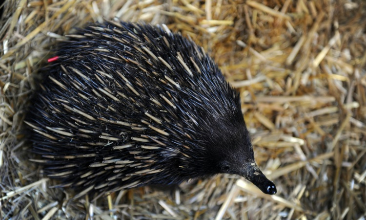 Study sheds light on origin of Australia's odd echidna