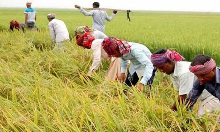 85 percent of paddy harvested in Sylhet haors