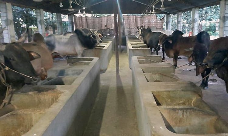 Beef fattening uplift fortunes of Rajshahi villagers