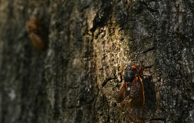 Seventeen years later, Brood XIV cicadas emerge in US