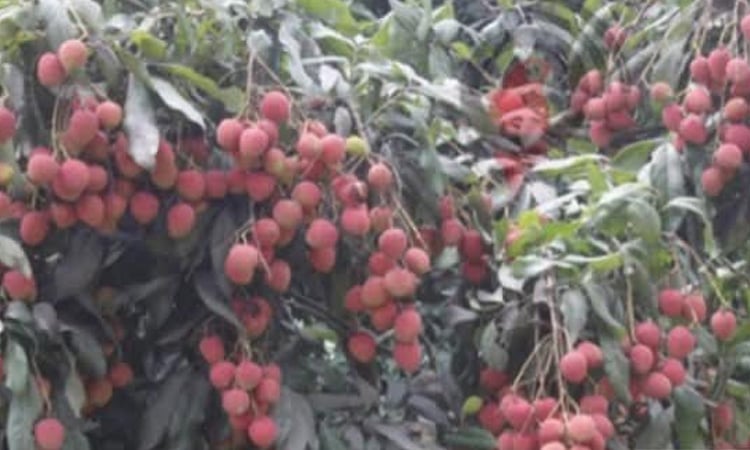 Govt recognises 'Bedana litchi' as GI product