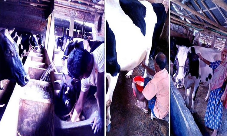 Flourishing dairy farms turn Kashimpur into a milk village