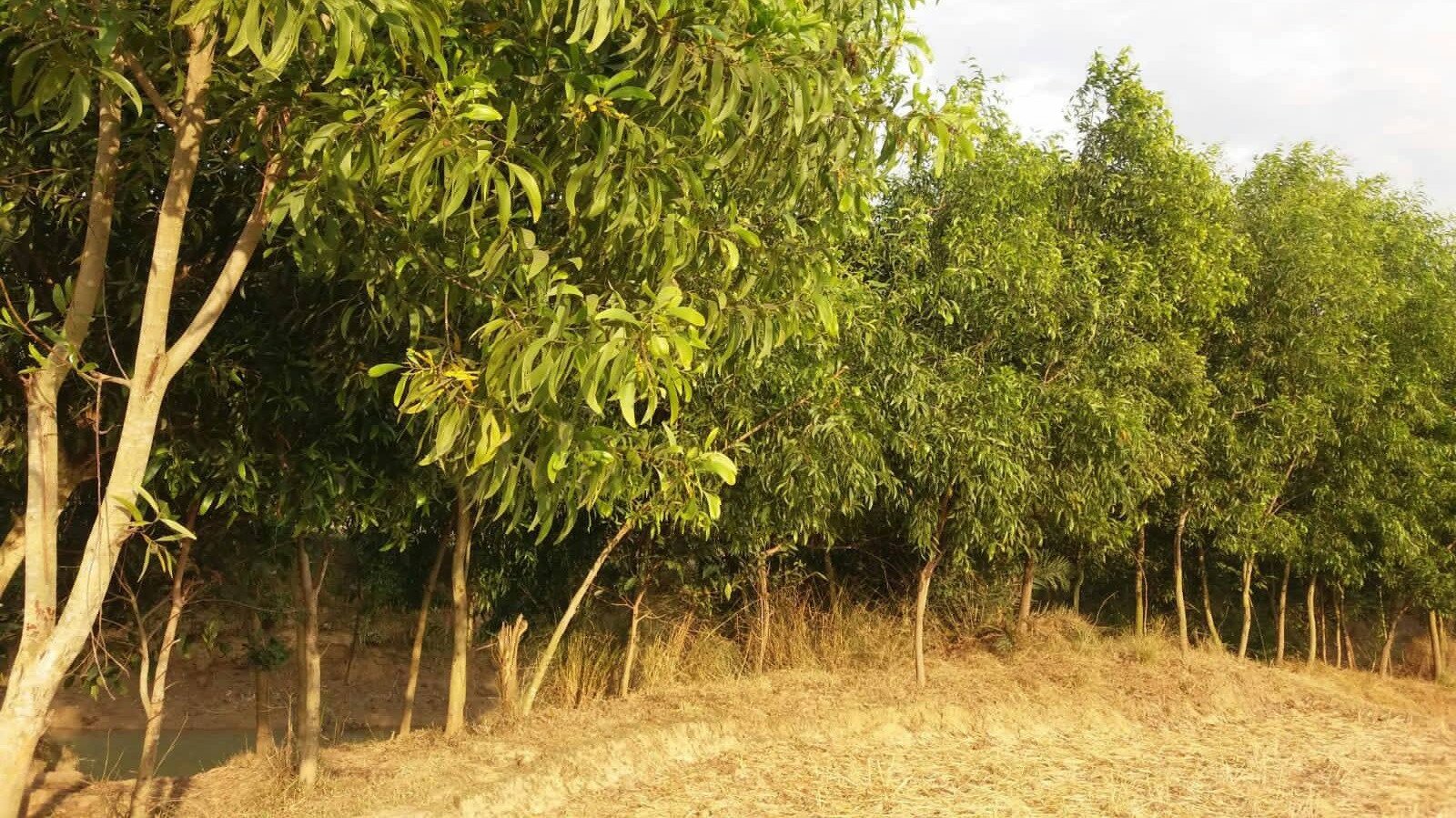Social afforestation changes fate of many people in Rajshahi