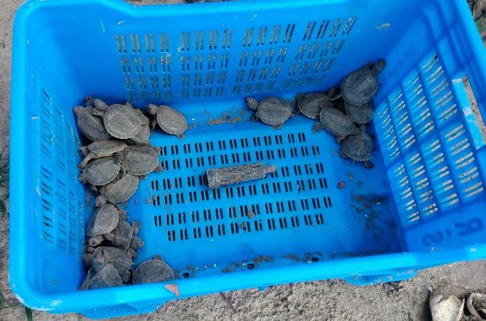 65 endangered ‘Batagur Baska’ turtles hatched in Karamjal