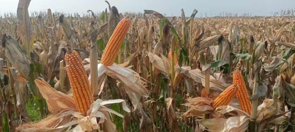 Farmers happy with bumper maize yield in Tangail