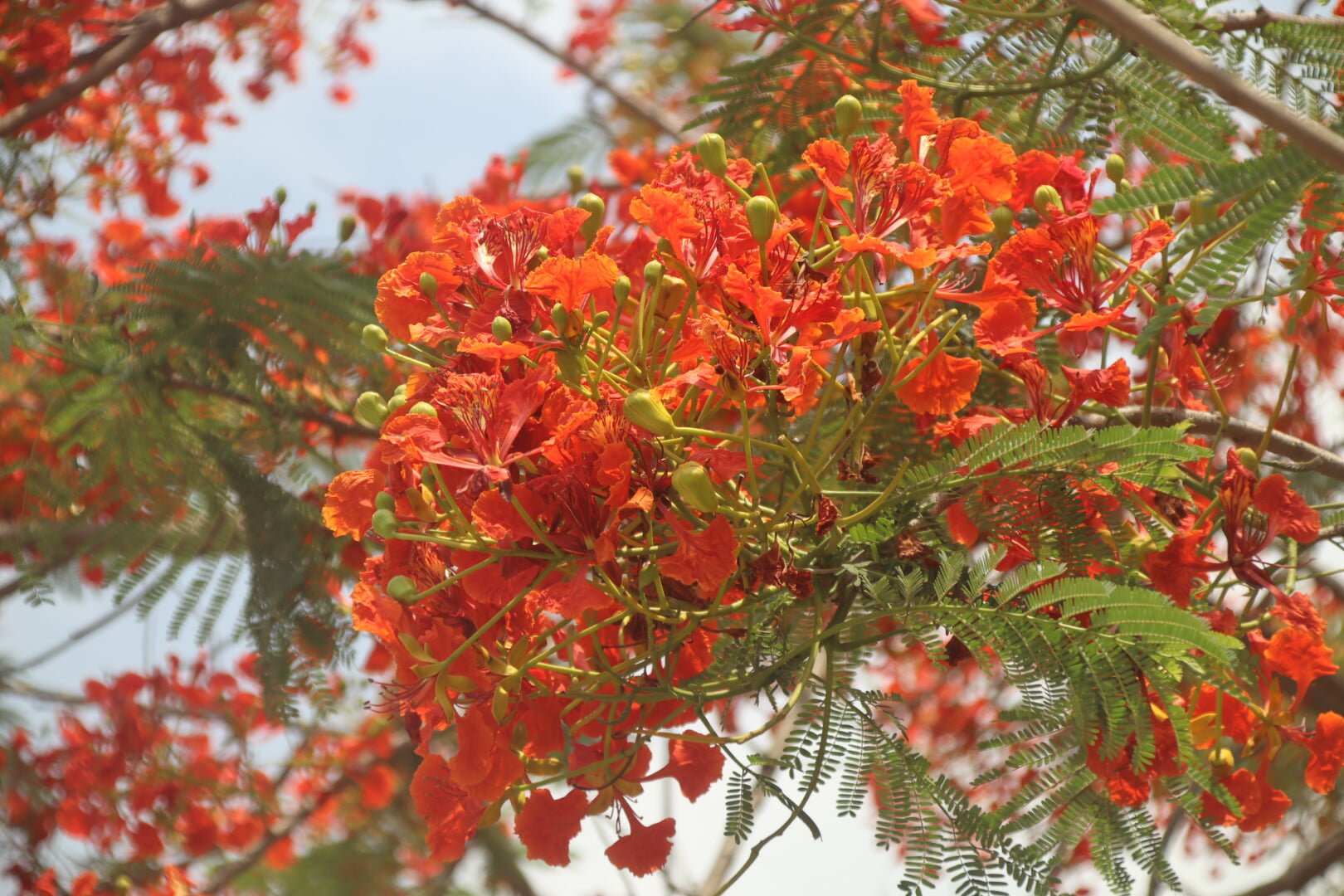 IU campus turns into a living canvas of red and green