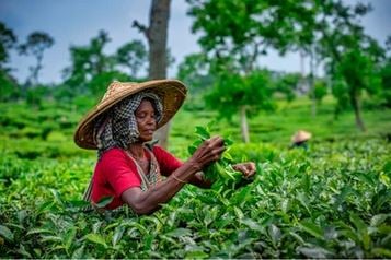 Sylhet tea workers to return to work Friday