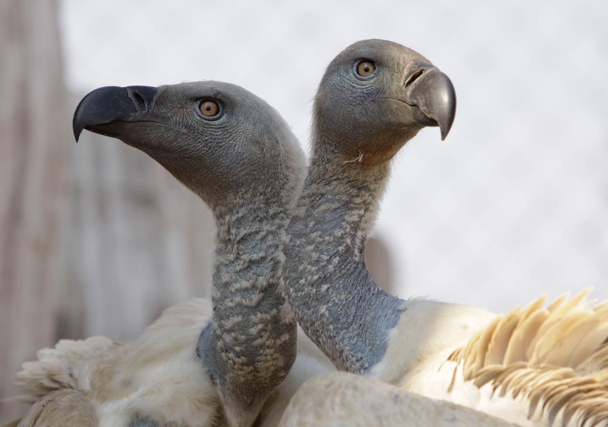 More than 120 endangered vultures killed in S.Africa poisoning