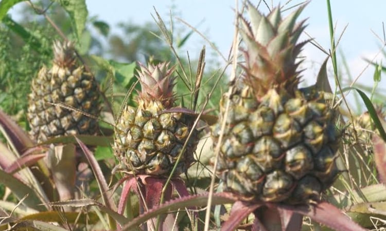 Farmers in Garo Hills turn to commercial pineapple cultivation