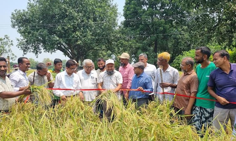 Use of balanced fertiliser boosts paddy yield by 10 percent