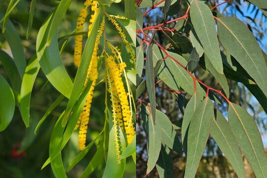 Govt bans plantation, sale of eucalyptus, akashmoni saplings