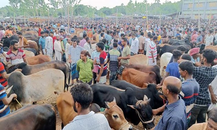 1.67 lakh surplus sacrificial animals in Rajshahi division