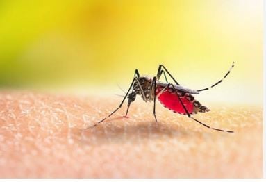 86 dengue patients hospitalized in last 24 hours
