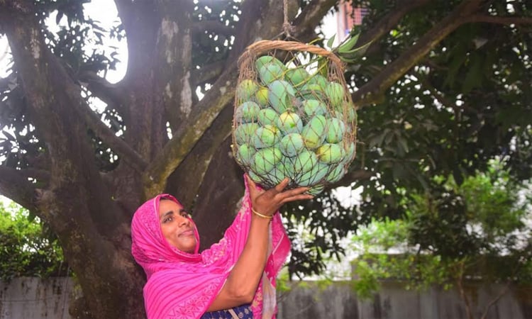 Mango festival starts bustling local markets in Rajshahi
