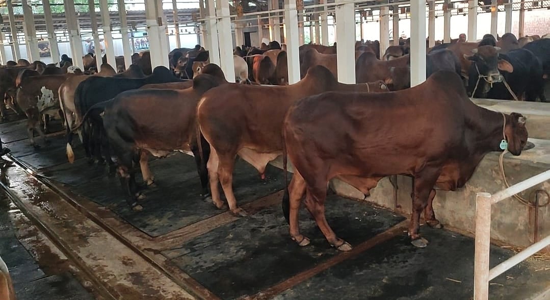 Narayanganj farmers expect to sell cattle worth Tk 500cr