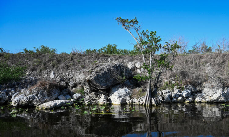 Severe drought strains wildlife and tourism in Florida's Everglades