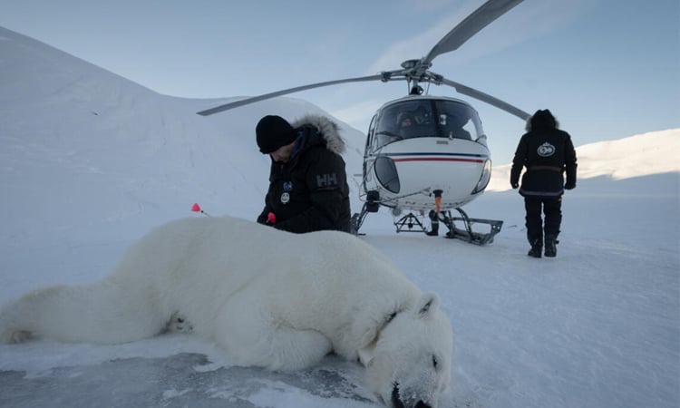 Polar bear biopsies to shed light on Arctic pollutants
