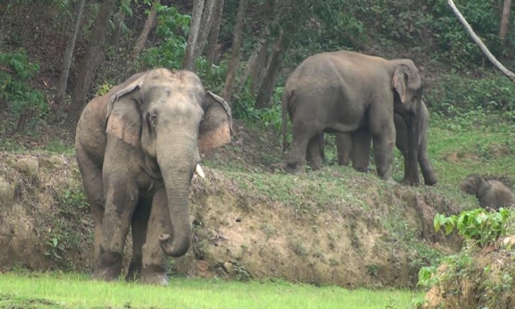 Two killed in wild elephant attacks in Sherpur