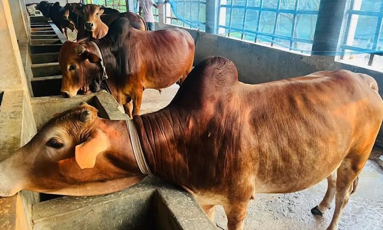 Khulna cattle farmers expect profitable business ahead of Eid-ul-Azha