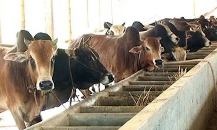 Over 1.02 lakh sacrificial animals ready for Eid-ul-Azha in Bhola
