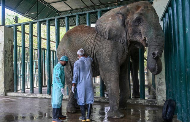 Jumbo task: 400 pills a day for elephants with TB in Pakistan