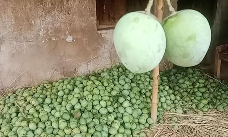 Mango plucking festival begins in Naogaon 