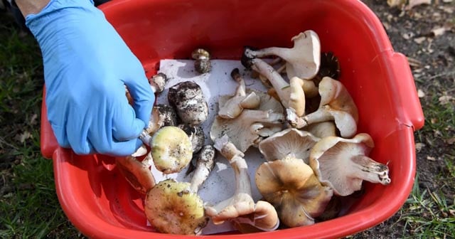 Guests died of organ failure after toxic mushroom lunch, Australian court hears