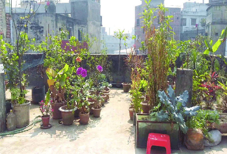 Rooftop gardening gains popularity in Khulna