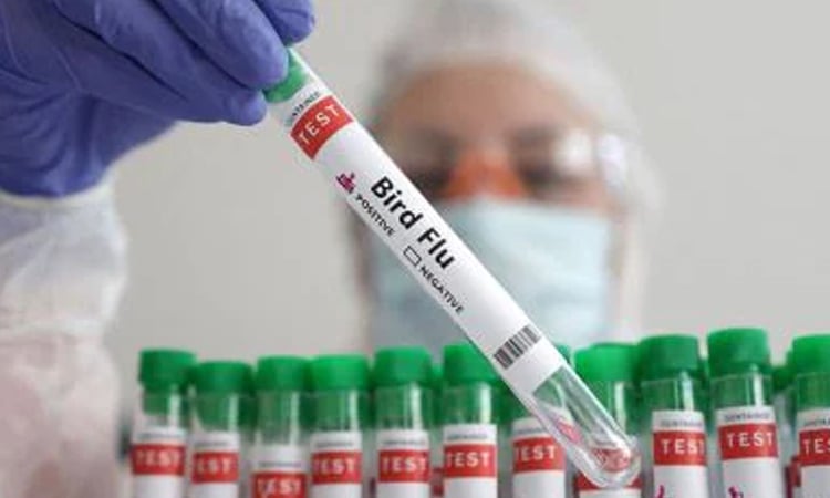 Bird flu outbreaks in mammals double, raising human risk: report