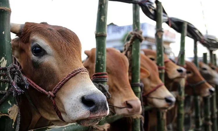 Over 8.6 lakh animal prepared for Eid-ul-Azha in Ctg
