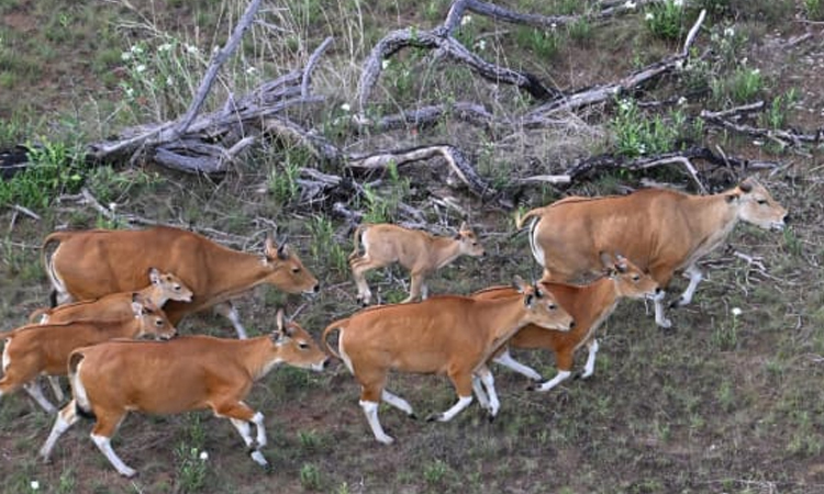 Rare wild cattle herded in Cambodia by helicopter