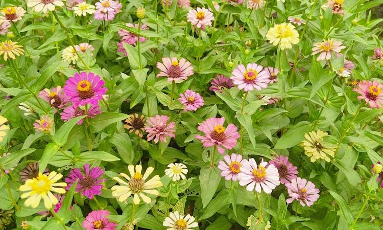 Zinnia flower paints Ramna Park with joy