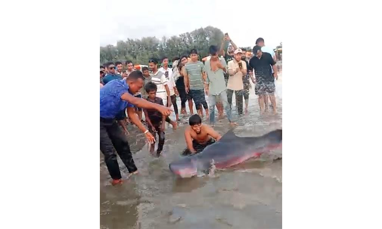 Injured Irrawaddy dolphin rescued, released into Cox's Bazar sea 