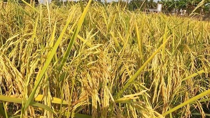 Farmers happy with bumper Boro yield in Khagrachari