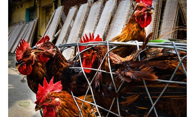 Cambodia reports fourth bird flu death this year