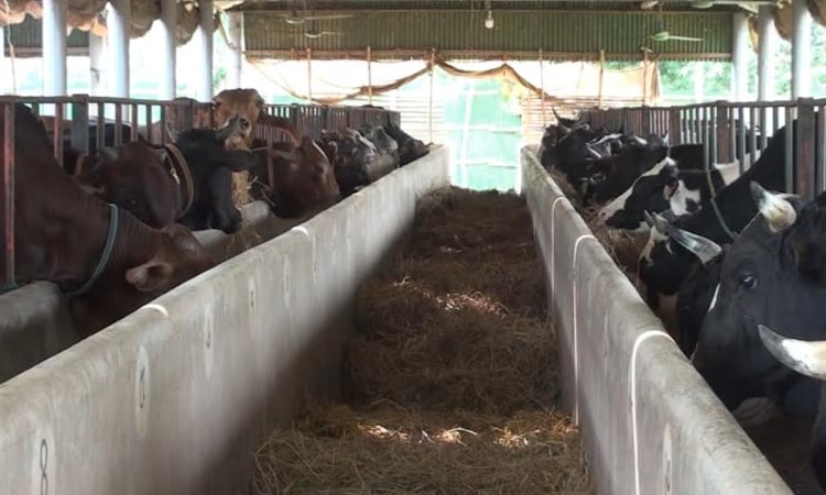 1.10 lakh animal prepared in Sherpur for Eid-ul-Azha