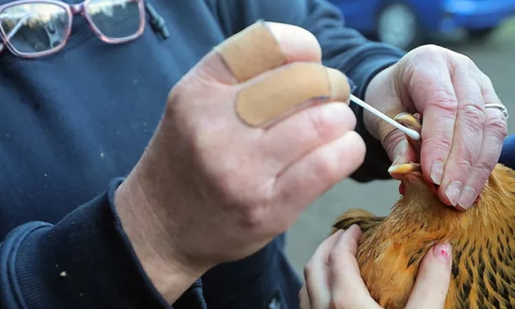 US cancels $590 million contract with Moderna for bird flu shot