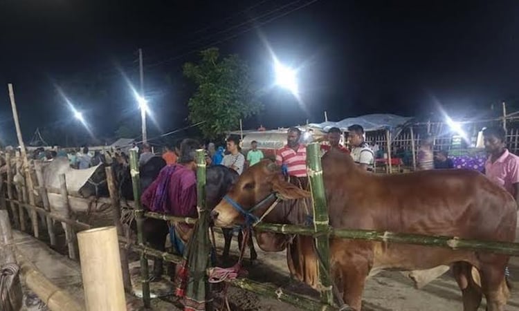 169 cattle markets set up in Khulna