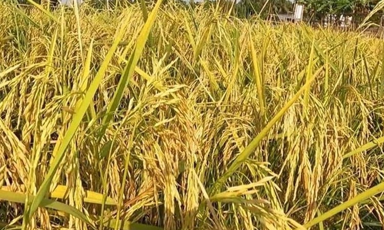 Use of combined harvester machine gaining popularity in Manikganj