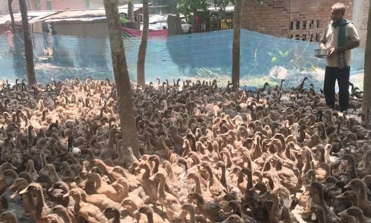 Duck farming becomes boon for many in Khulna