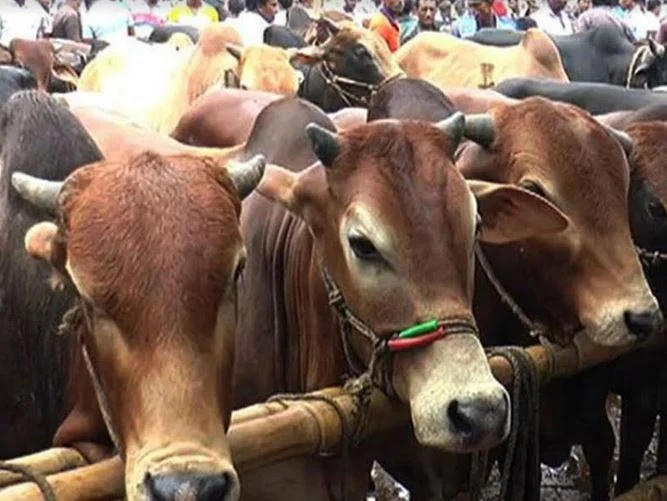Cattle rearing become profitable profession to Manikganj's char people